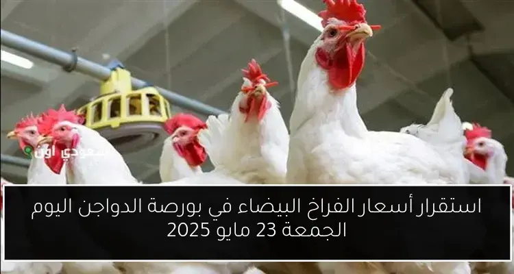 استقرار أسعار الفراخ البيضاء في بورصة الدواجن اليوم الجمعة 23 مايو 2025