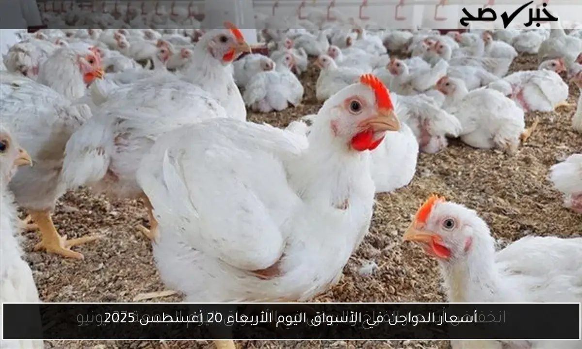 أسعار الدواجن في الأسواق اليوم الأربعاء 20 أغسطس 2025