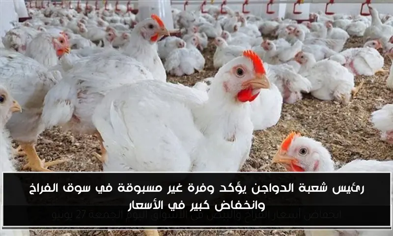 رئيس شعبة الدواجن يؤكد وفرة غير مسبوقة في سوق الفراخ وانخفاض كبير في الأسعار