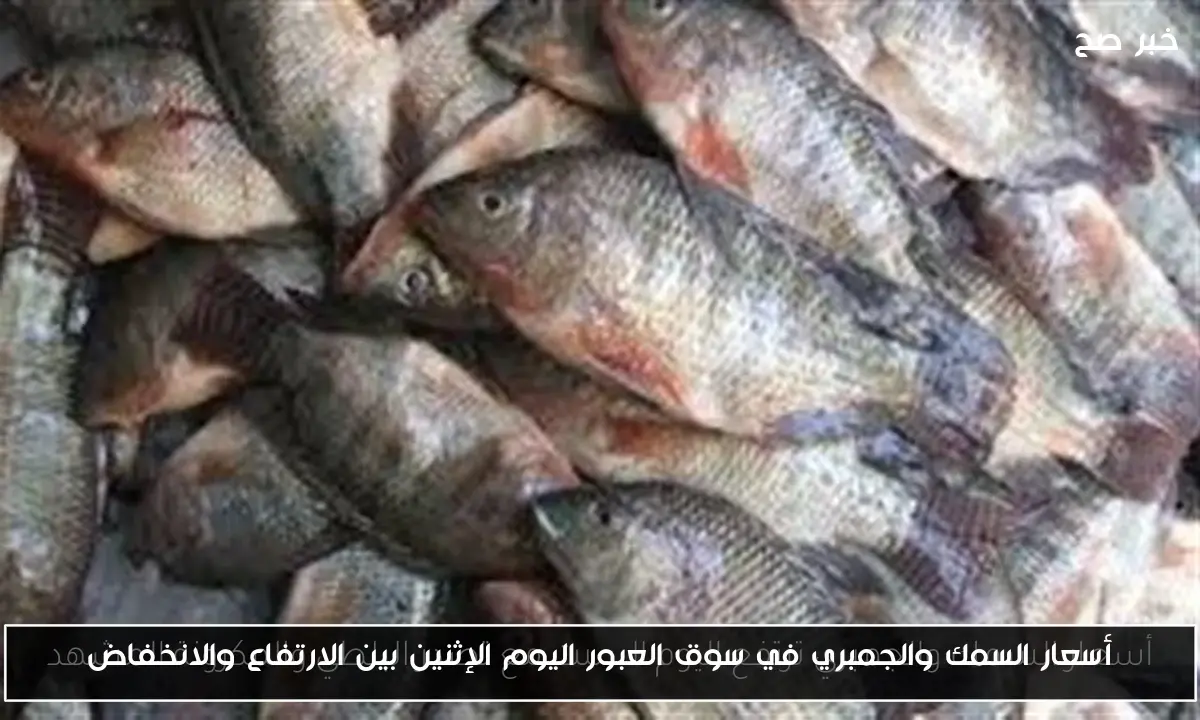 أسعار السمك والجمبري في سوق العبور اليوم الإثنين بين الارتفاع والانخفاض