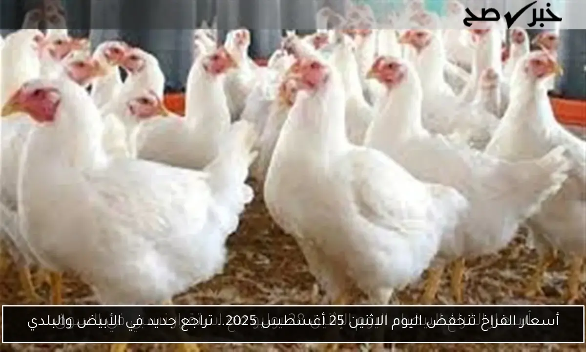 أسعار الفراخ تنخفض اليوم الاثنين 25 أغسطس 2025.. تراجع جديد في الأبيض والبلدي