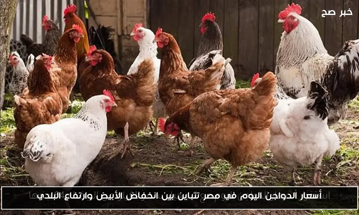 أسعار الدواجن اليوم في مصر تتباين بين انخفاض الأبيض وارتفاع البلدي
