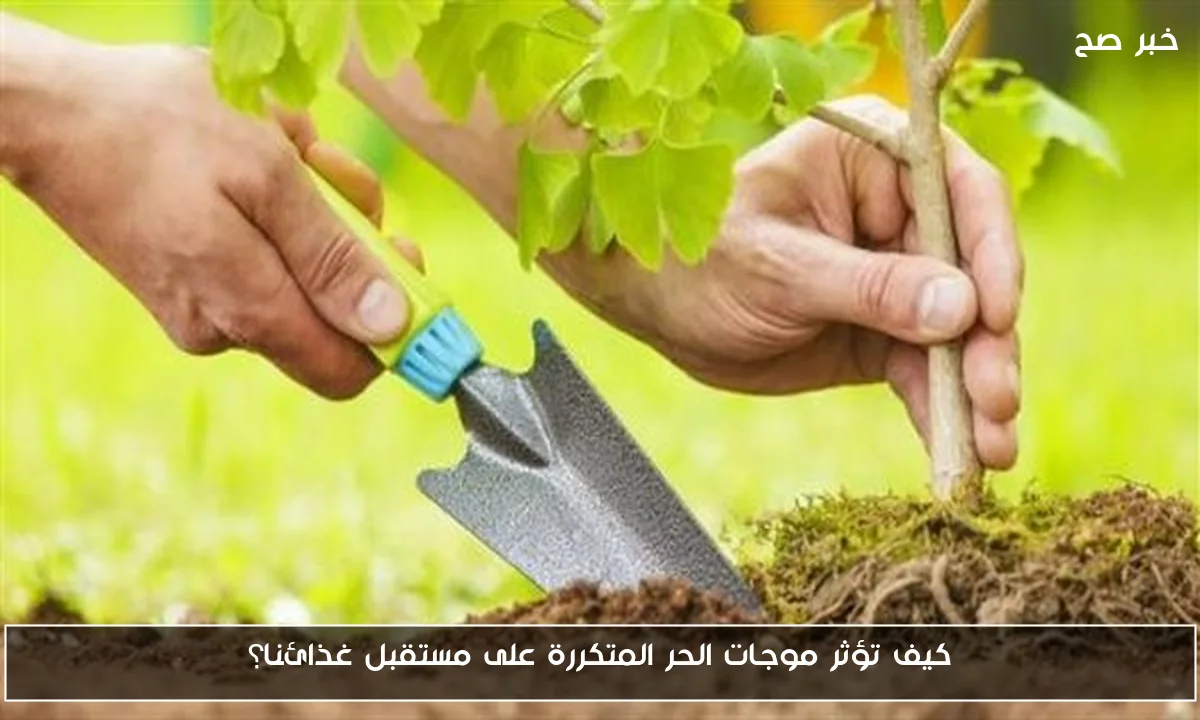 كيف تؤثر موجات الحر المتكررة على مستقبل غذائنا؟