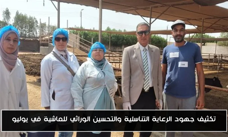 تكثيف جهود الرعاية التناسلية والتحسين الوراثي للماشية في يوليو