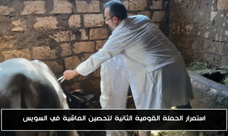 استمرار الحملة القومية الثانية لتحصين الماشية في السويس