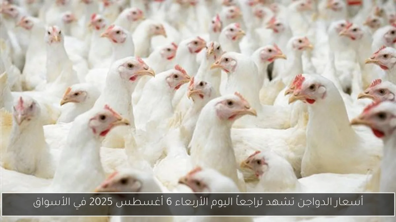 معتز إينو يؤكد أن محمد الشناوي هو الحارس الأول لمصر وأسطورة الأهلي