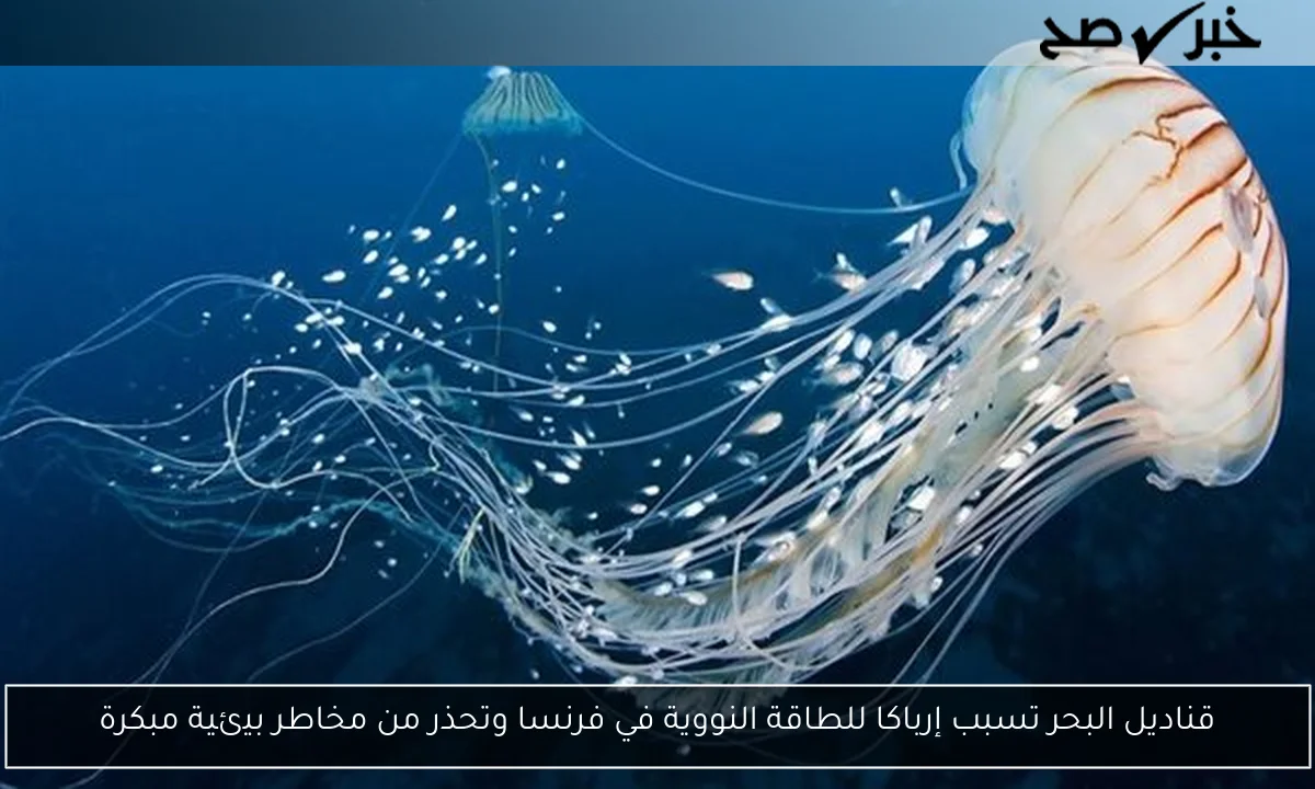 قناديل البحر تسبب إرباكا للطاقة النووية في فرنسا وتحذر من مخاطر بيئية مبكرة