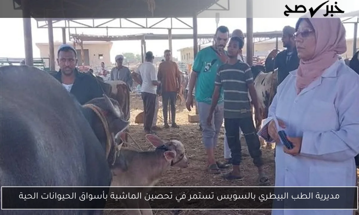 مديرية الطب البيطري بالسويس تستمر في تحصين الماشية بأسواق الحيوانات الحية