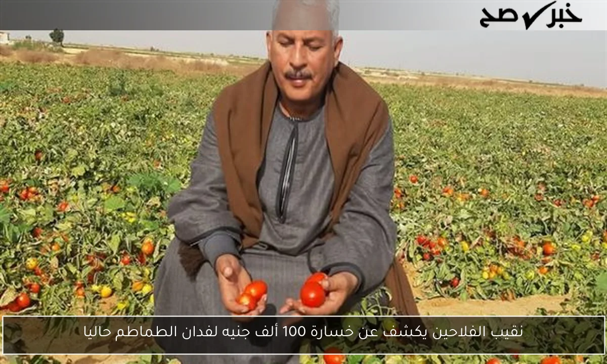 نقيب الفلاحين يكشف عن خسارة 100 ألف جنيه لفدان الطماطم حاليا
