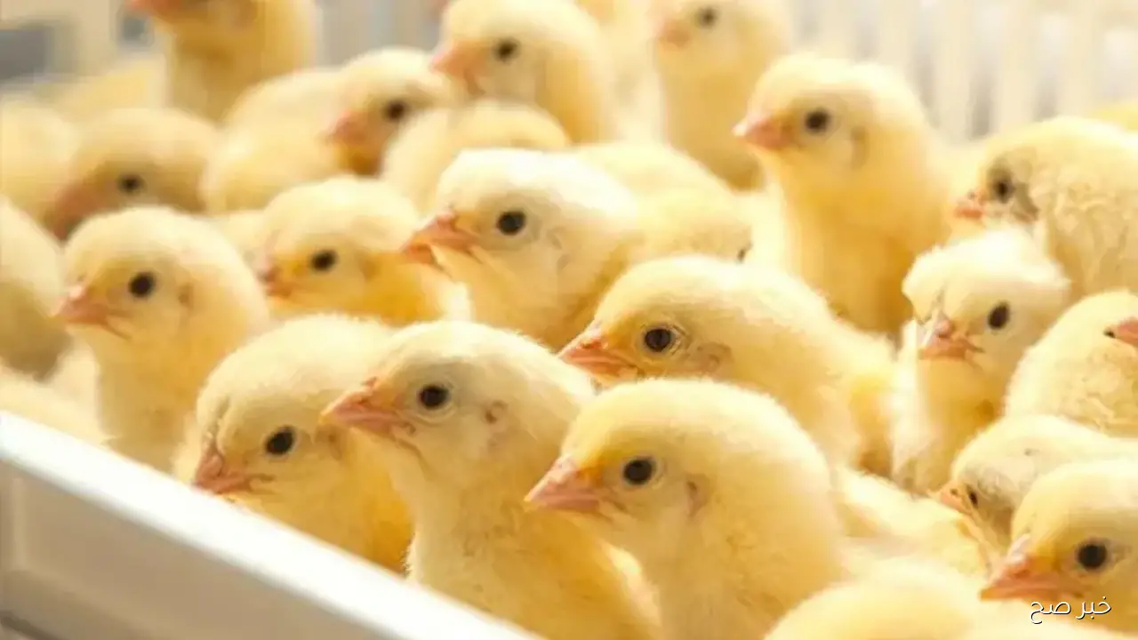 تراجع اما استقرار؟.. سعر الكتكوت الابيض اليوم الثلاثاء 23-9-2025 بجميع الاسواق المحلية