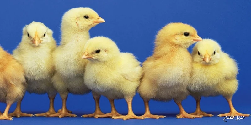 “قفزة جديدة”.. سعر الكتكوت الابيض اليوم الثلاثاء 2 سبتمبر 2025 بجميع الشركات