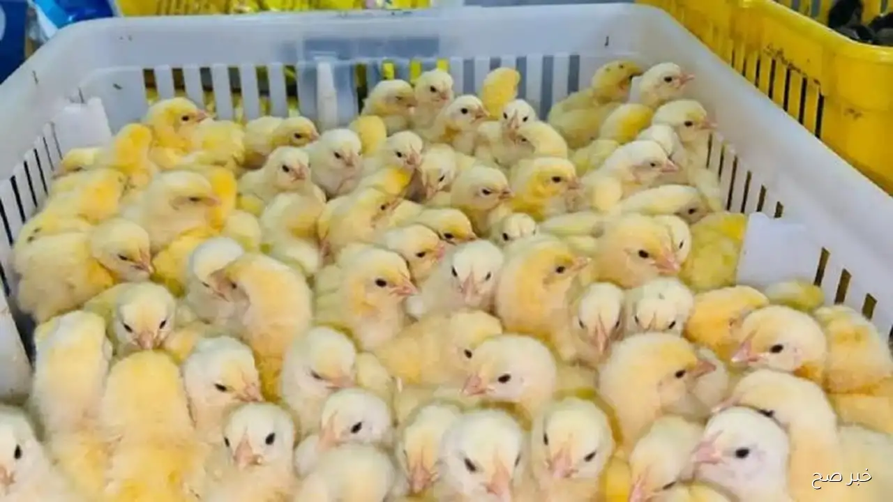 آخر تحديث.. أسعار كتاكيت الوطنية اليوم الاحد 14 سبتمبر 2025 بالاسواق المحلية