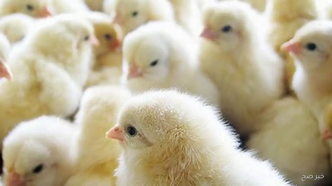 سعر الكتكوت الابيض اليوم الاربعاء 17 سبتمبر 2025 بالاسواق المحلية بختام التعاملات