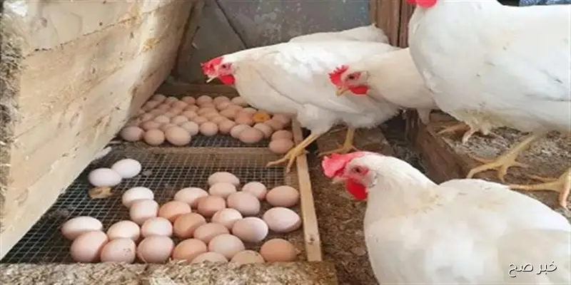 بورصة الدواجن اليوم أسعار الفراخ البيضاء الثلاثاء 9\9\2025 .. تراجع مع نهاية التعاملات