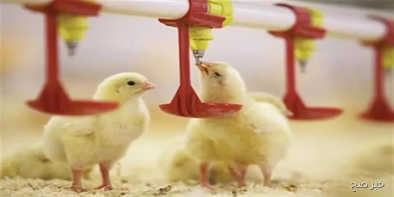 اسعار الكتاكيت اليوم بجميع الشركات الثلاثاء 2 سبتمبر 2025 وفق آخر تحديث صادر عن بورصة الدواجن الرئيسية