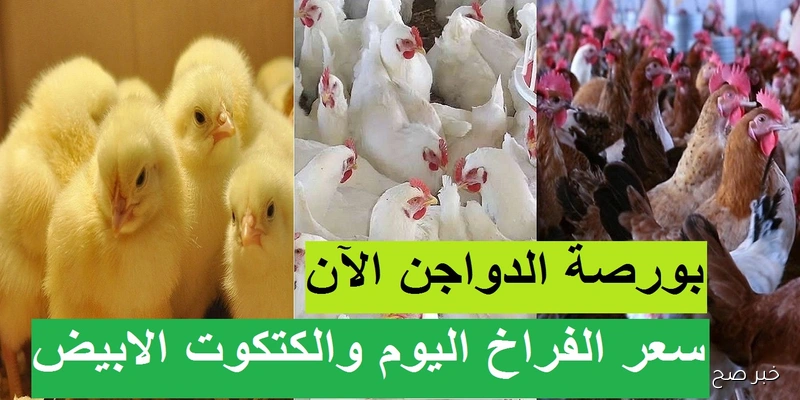 ارتفاع بورصة الدواجن اليوم | أسعار الفراخ البيضاء في مصر تشهد قفزة جديدة