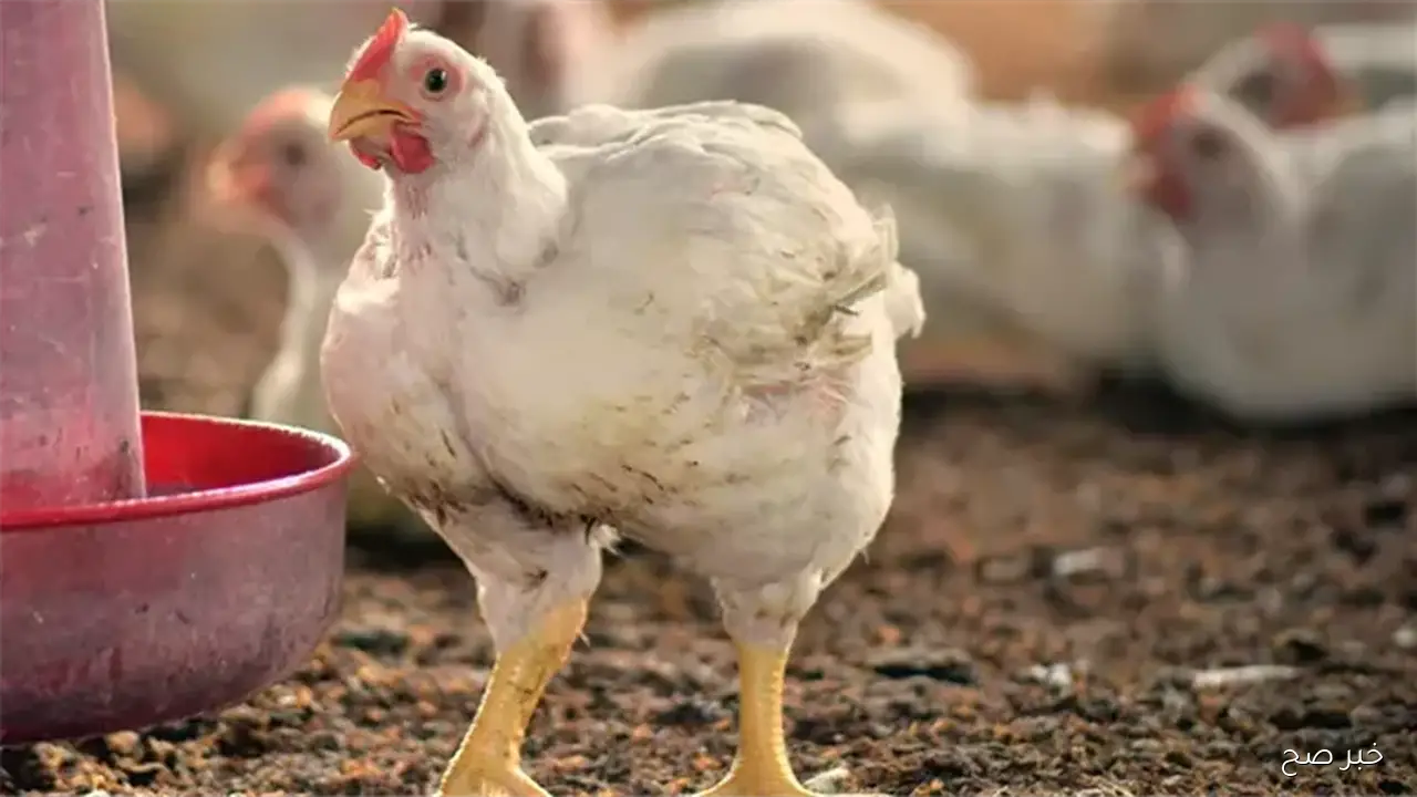 استقرار بورصة الدواجن اليوم اسعار الفراخ البيضاء الخميس 25 سبتمبر 2025 وفق آخر تحديث