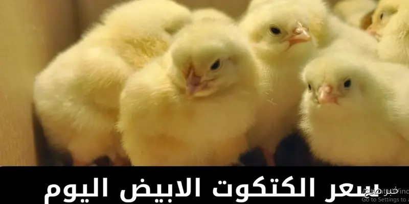 ارتفاع سعر الكتكوت الأبيض اليوم عمر يوم في بورصة الدواجن.. عوامل مؤثرة وتداعيات متوقعة