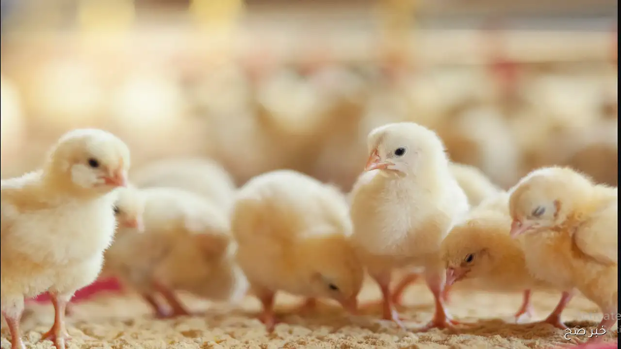 (الوطنية، القاهرة للدواجن) أسعار الكتكوت الأبيض اليوم جميع الشركات في مصر.. عمر يوم بكام؟