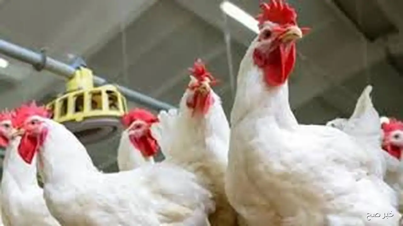 بورصة الدواجن اليوم الاربعاء 17 سبتمبر 2025 وبداخل الأسواق المحلية في مصر ومحلات التجزئة