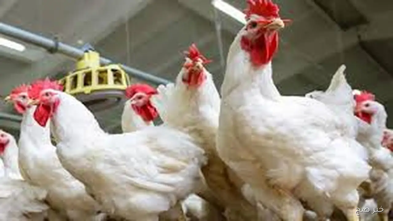 اسعار بورصة الدواجن اليوم اسعار الفراخ البيضاء الاربعاء 24 سبتمبر 2025 وفق آخر تحديث