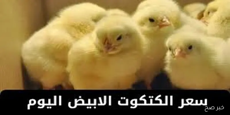 تحديث لحظي.. سعر الكتكوت الأبيض عمر 10 أيام اليوم الاربعاء 10 سبتمبر 2025 في السوق المحلي