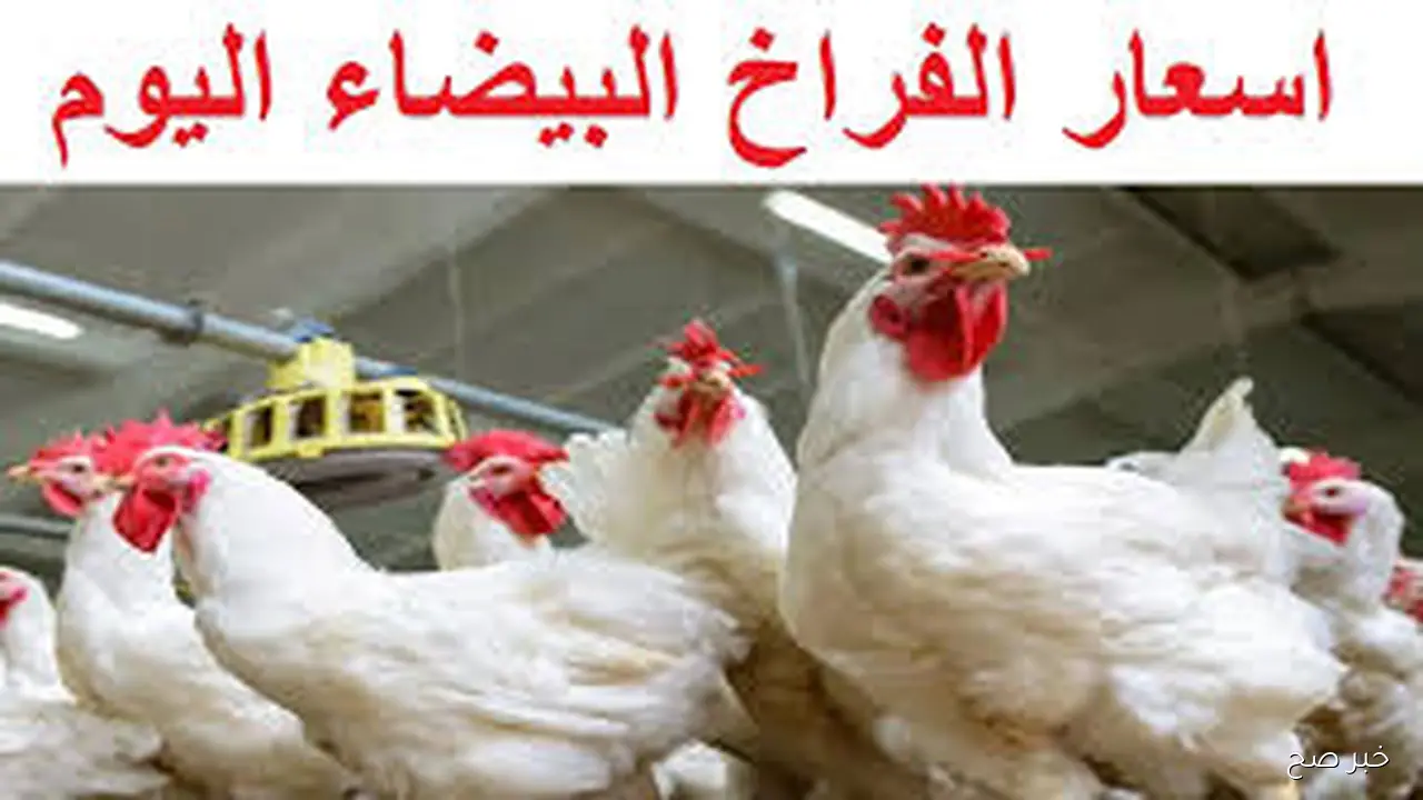 “هبوط كبير” سعر الفراخ البيضاء اليوم الثلاثاء 30-9-2025 للمستهلك في مصر