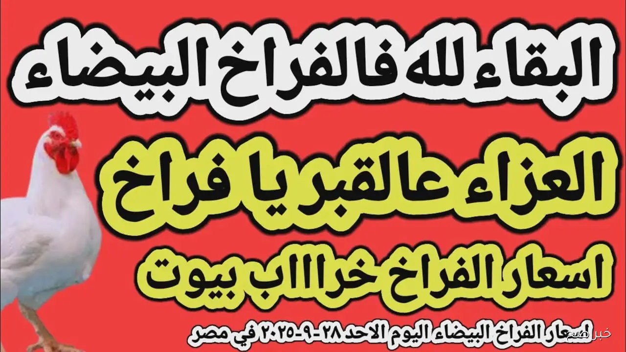 استقرار أسعار الفراخ البيضاء اليوم الأحد 28 سبتمبر 2025 في البورصة والأسواق المحلية