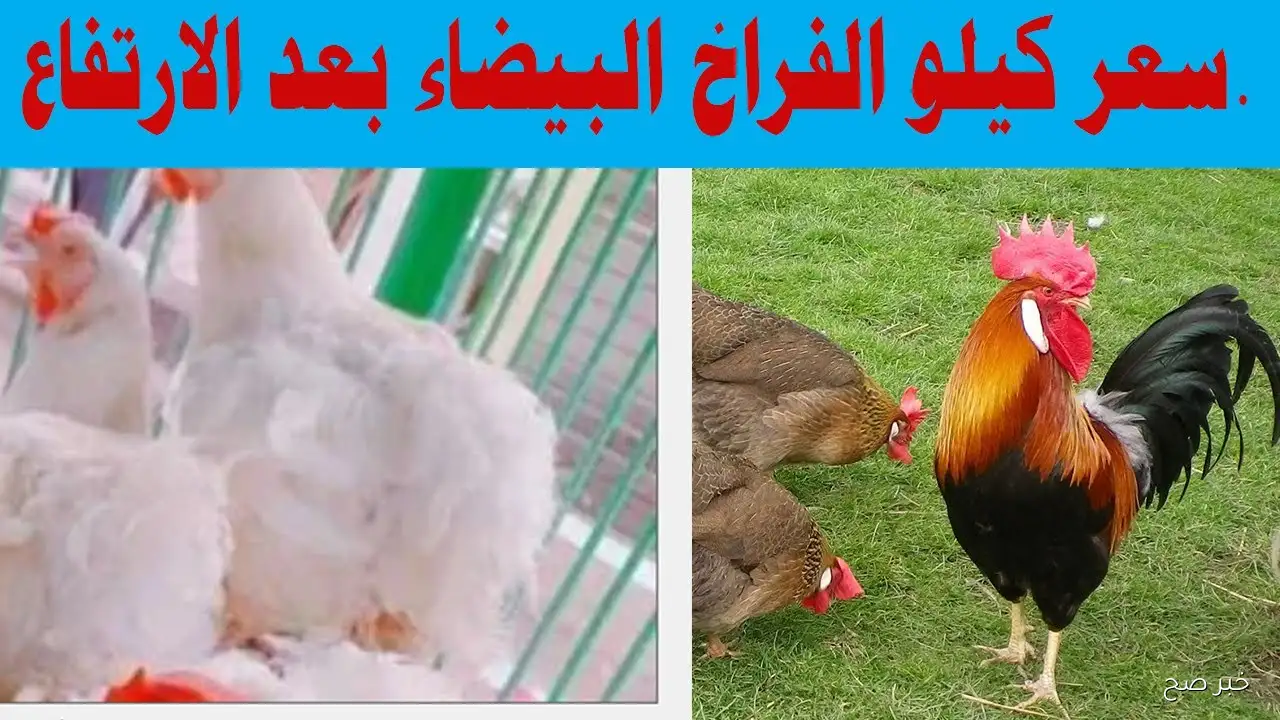 بورصة الدواجن اليوم | أسعار الفراخ والكتاكيت والبيض في أعلى مستوياتها منذ بداية العام