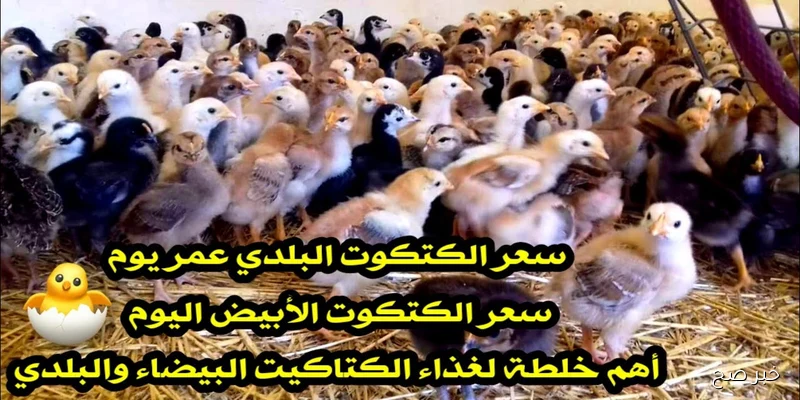 سعر الكتكوت الأبيض اليوم عمر يوم الإربعاء 10/ 9/ 2025 في الأسواق المحلية