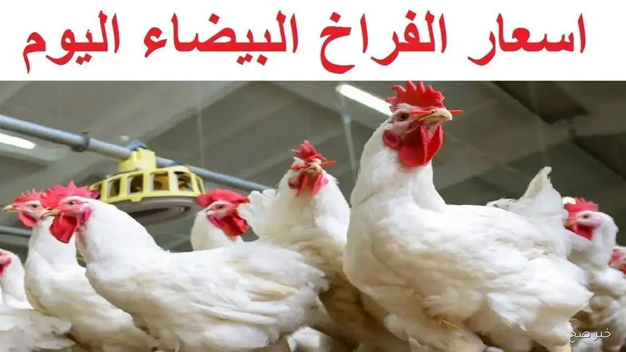 “بـ 61 جنيه”.. بورصة الدواجن اليوم أسعار الفراخ البيضاء تسجل استقرار ملحوظ في الأسواق