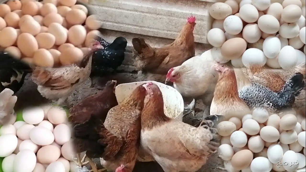 سعر كرتونة البيض الأبيض والاحمر والبلدي اليوم الثلاثاء 28-10-2025 في الأسواق المصرية