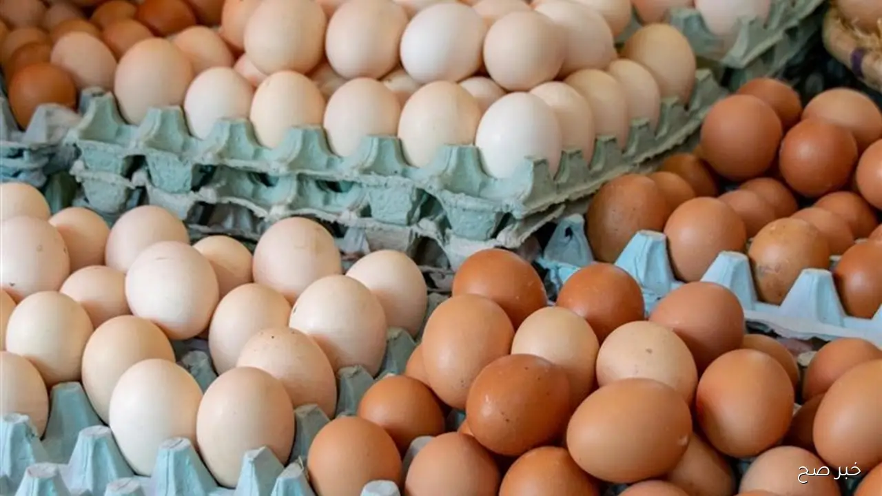 الاحمر بكام؟؟.. سعر كرتونة البيض اليوم الاربعاء 22-10-2025 بالاسواق المحلية