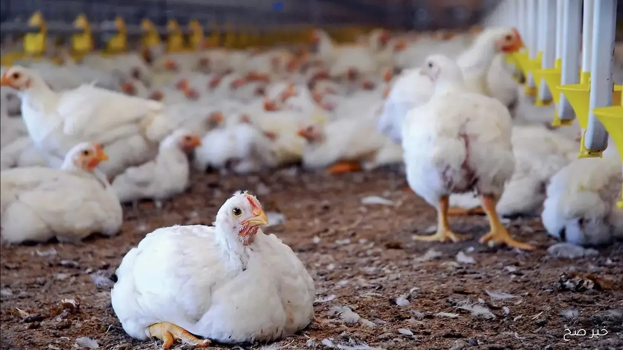 اشتري بسرعة.. استقرار بورصة الدواجن اليوم أسعار الفراخ البيضاء الاحد 5 اكتوبر 2025 في منتصف التعاملات اليومية