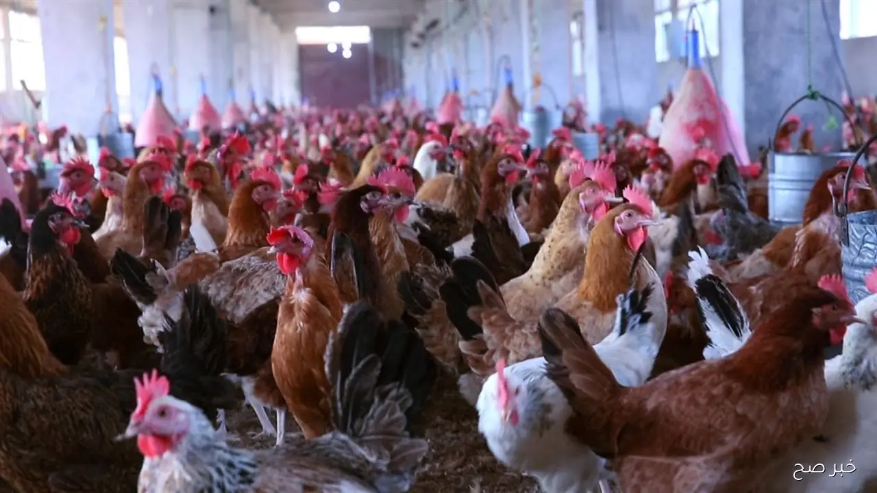 قفزة مفاجئة لأسعار الفراخ البيضاء في بورصة الدواجن اليوم.. التفاصيل الكاملة والتوقعات