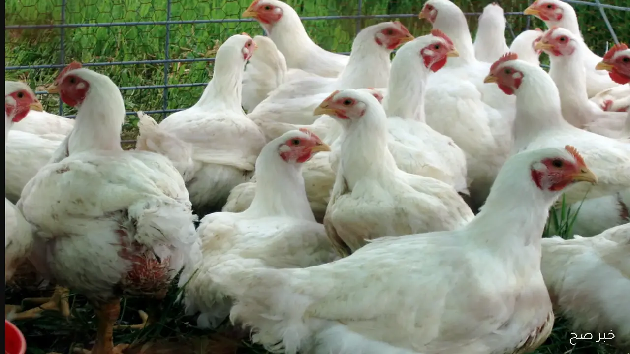 ارتفاع اسعار الدواجن في مصر اليوم.. الفراخ والكتاكيت عند أعلى سعر منذ فترة