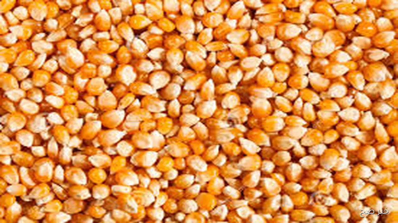 “اصفر وابيض” سعر طن الذره الصفراء اليوم الخميس 9 اكتوبر 2025 وفق آخر تحديث