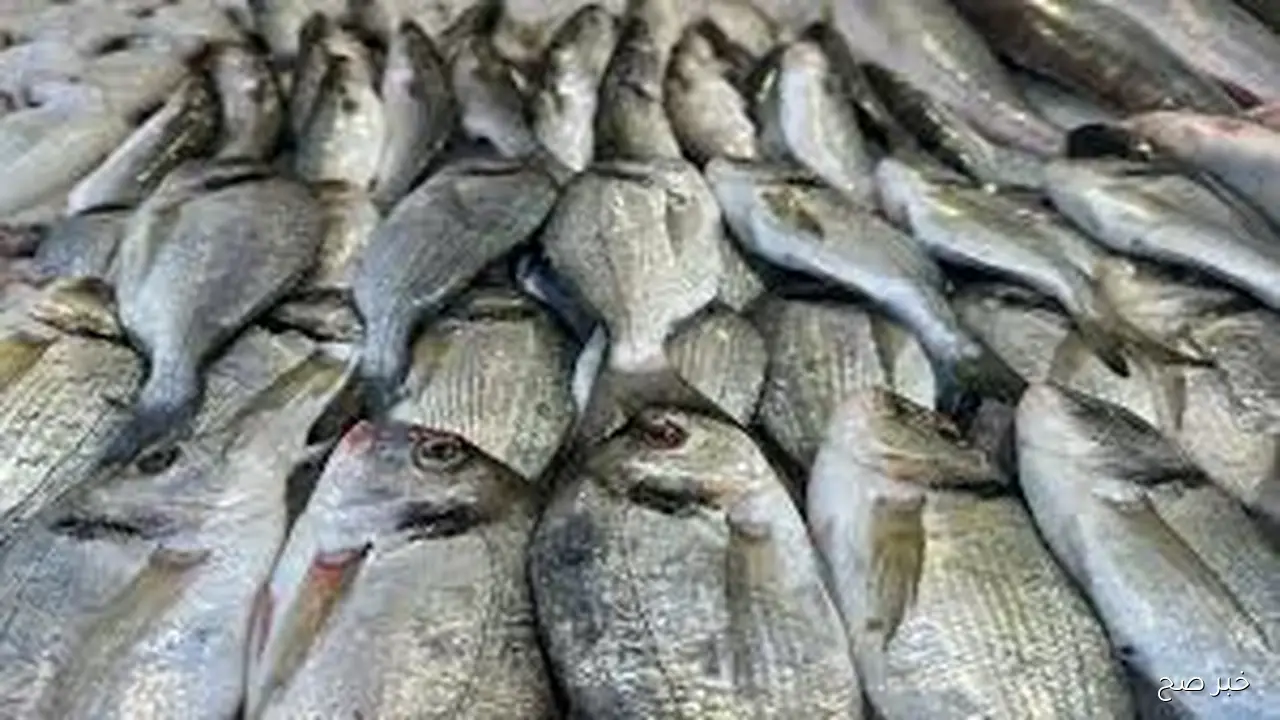 قائمة اسعار السمك اليوم الأحد 12 أكتوبر 2025 وفق آخر تحديث ببداية التعاملات