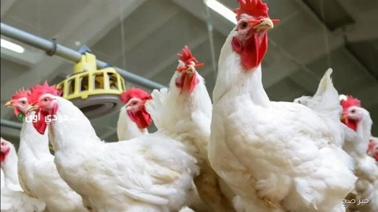 اسعار الفراخ البيضاء اليوم بمستهل ختام تعاملات الخميس 23 أكتوبر 2025 وفق آخر تحديث