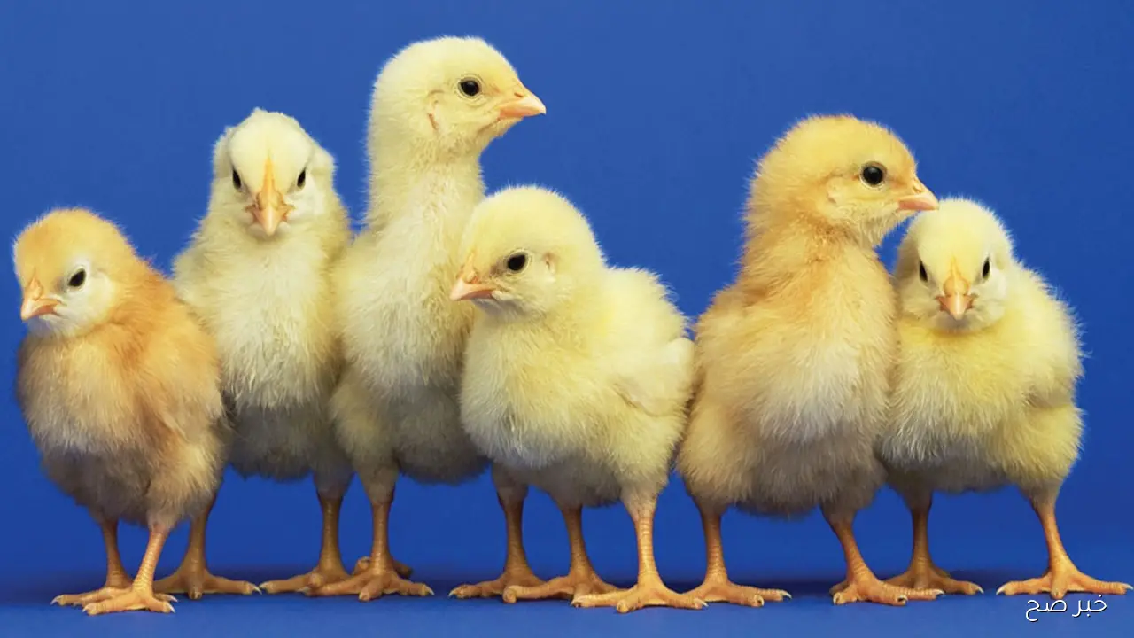 سعر الكتكوت الأبيض اليوم عمر يوم الخميس 2 أكتوبر 2025 في بورصة الدواجن والشركات