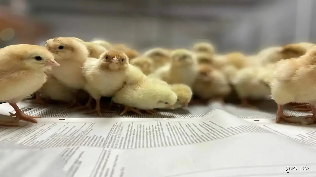 هدوء تام.. سعر الكتكوت الابيض اليوم الثلاثاء 7 اكتوبر 2025 في الاسواق المحلية بمنتصف التعاملات