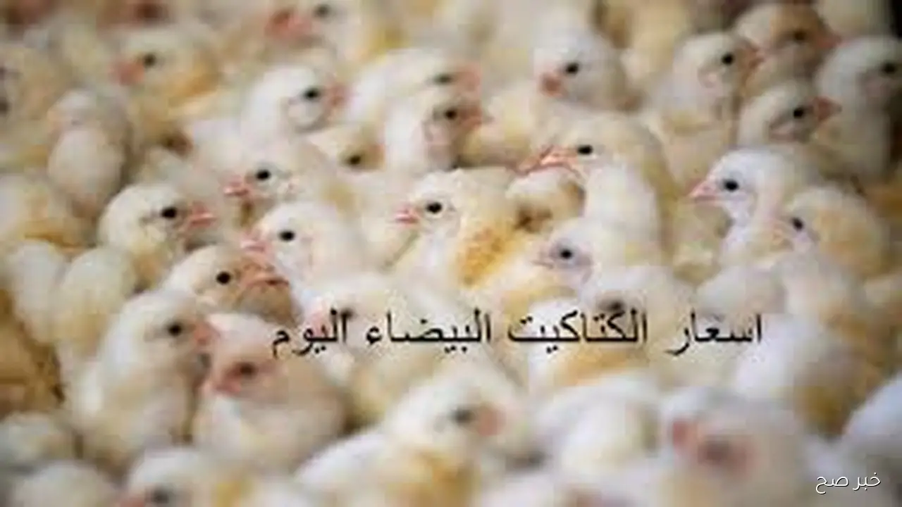 عمر يوم بكام؟.. سعر الكتكوت الابيض اليوم الجمعة 24 اكتوبر 2025 بكافة الاسواق المحلية بمنتصف التعاملات