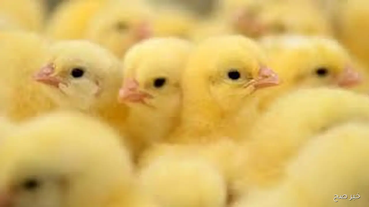 سعر الكتكوت الابيض اليوم الاحد 26 اكتوبر 2025 بالاسواق المحلية وبورصة الدواجن وفق آخر تحديث