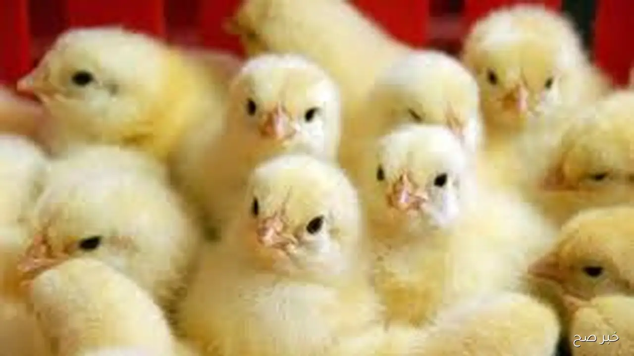 بكام انهاردة؟.. سعر الكتكوت الأبيض اليوم عمر يوم الاحد 5-10-2025 بكافة الاسواق المحلية