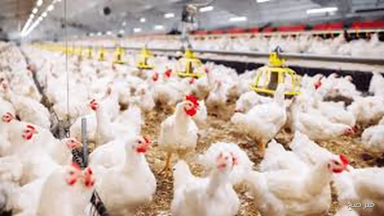 سعر الدولار في السوق السوداء اليوم الثلاثاء 7/ 10/ 2025 وبجميع البنوك المصرية