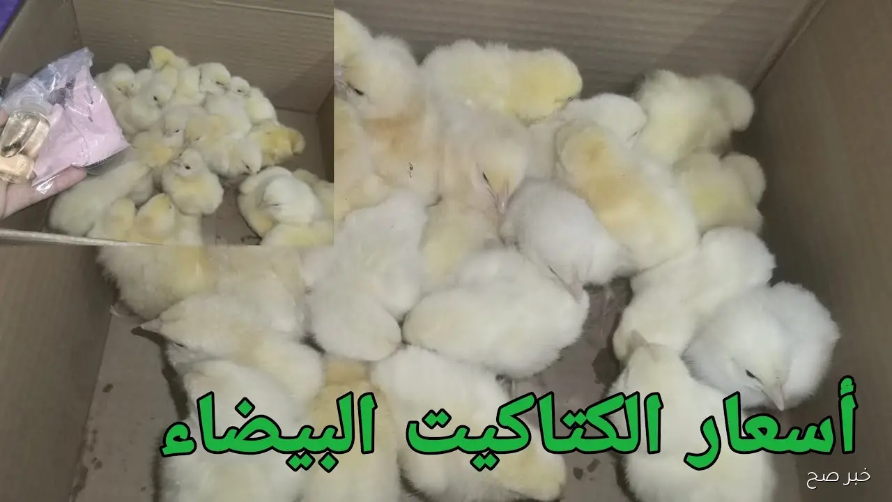 عمر يوم.. ارتفاع سعر الكتكوت الأبيض اليوم في بورصة الدواجن والاسواق المصرية