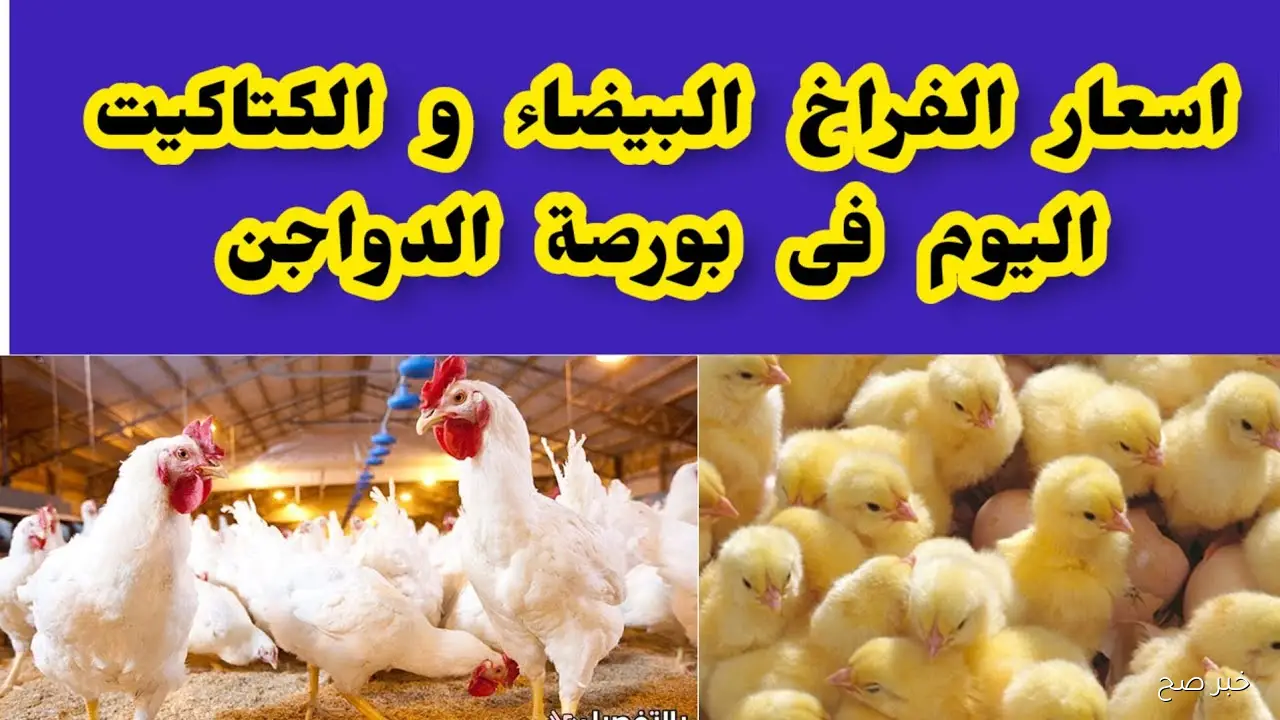 بورصة الدواجن اليوم أسعار الفراخ البيضاء الأثنين 20/ 10/ 2025 في جميع الأسواق المحلية