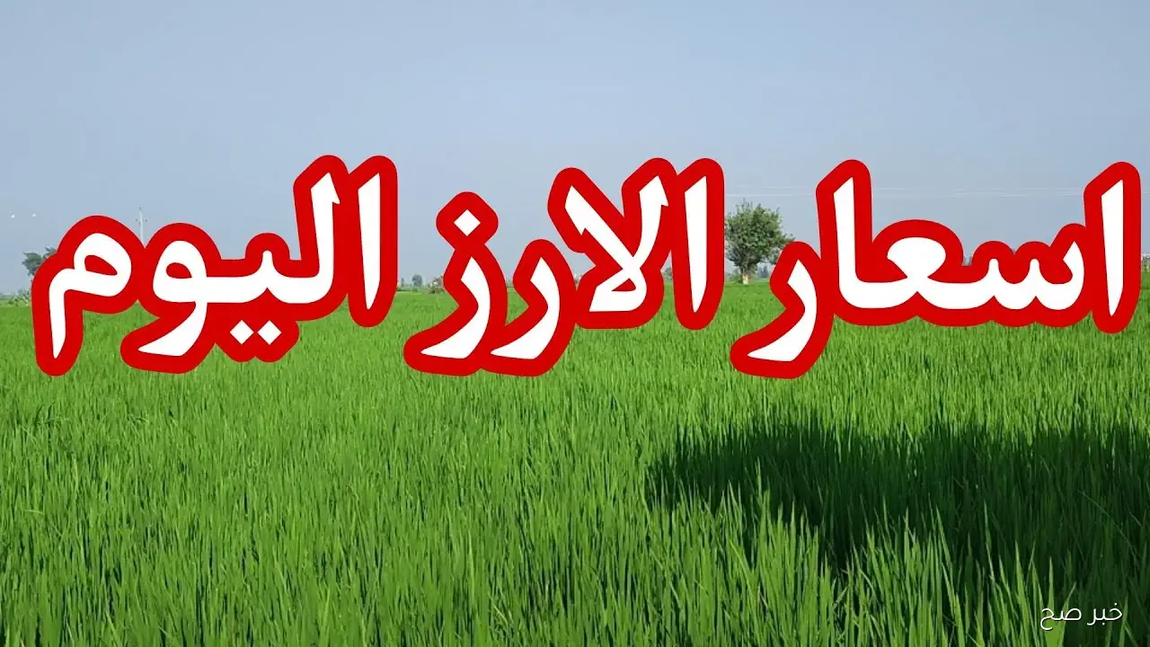 “شُعبة الأرز” تُعلن سعر طن الأرز الشعير اليوم الأثنين 13/ 10/ 2025 في جميع الأسواق