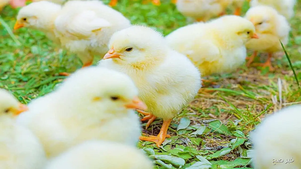 سعر الكتكوت الابيض اليوم في مصر الثلاثاء 21/ 10/ 2025 في جميع الأسواق المحلية