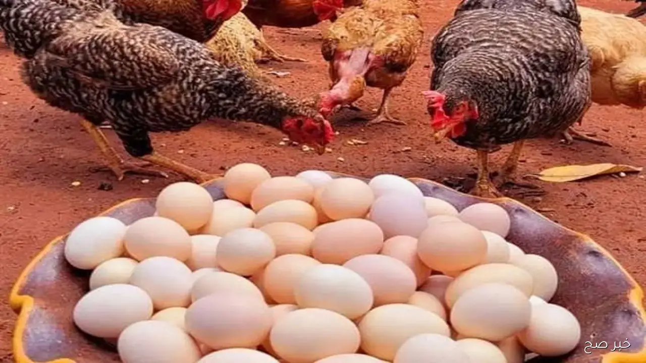 (موقع رسمي) سعر كرتونة البيض اليوم الاربعاء 15-10-2025 للمستهلك في مصر